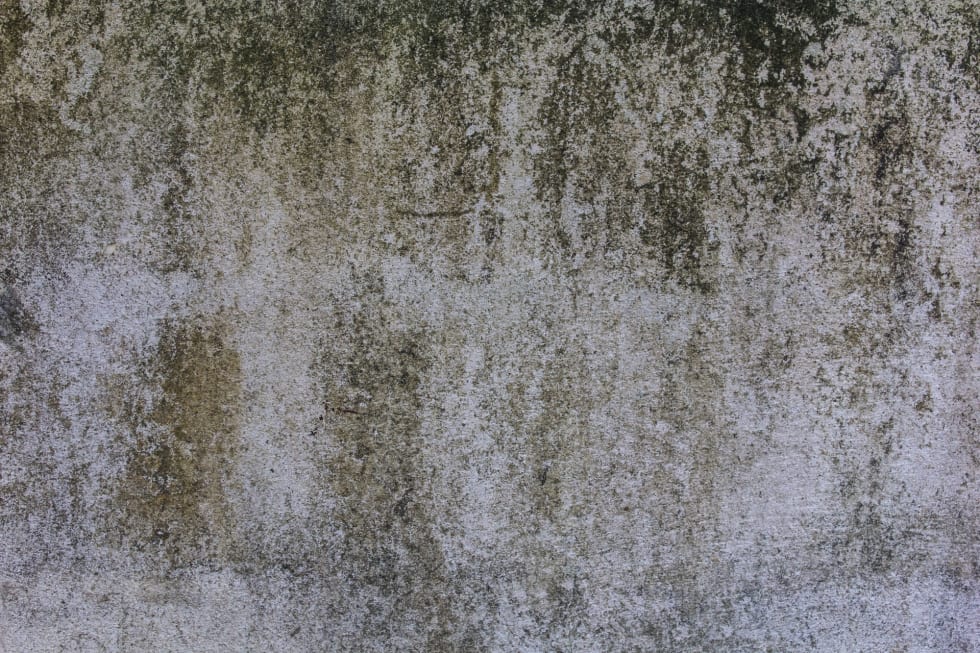 Mold Assessment & Removal: I have mold in my house, what do I do?